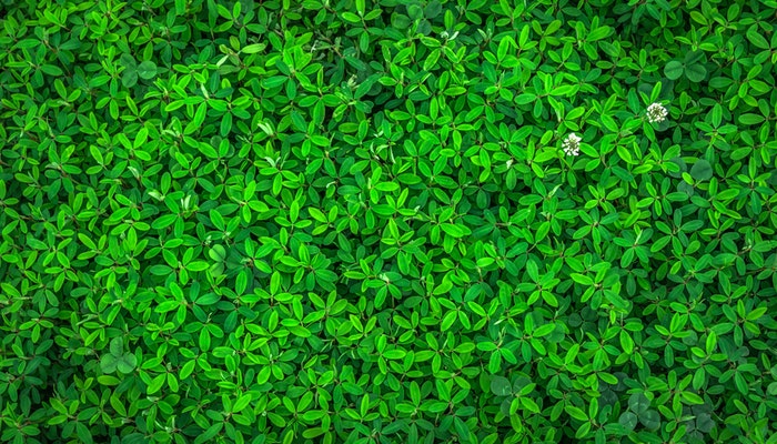 Cómo posicionar mejor tu marca y aportar al cuidado del ambiente Cómo posicionar mejor tu marca y aportar al cuidado del ambiente