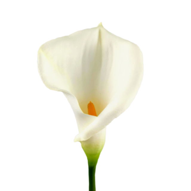 Planta Copo De Leite Artificial Permanente 65x10cm M 3pc