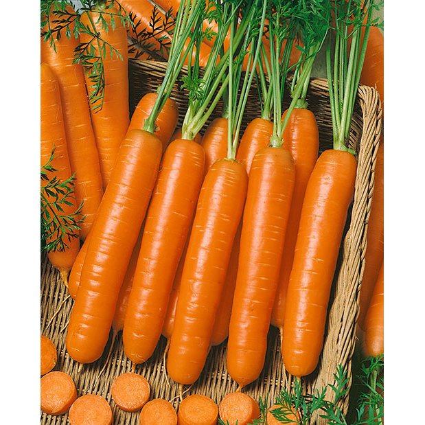 Semillas de Zanahoria Little fingers Daucus carota