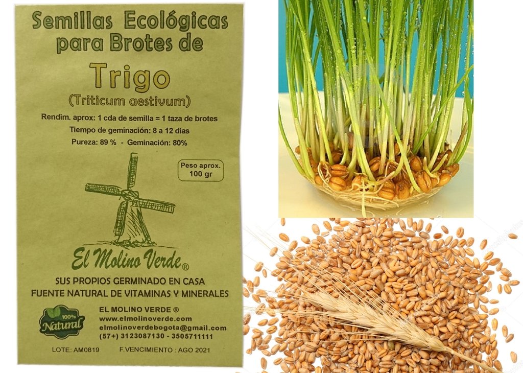 Semilla De Hierba Para Gato-Gato de hierba de trigo orgánico espelta por mi hierba para gato