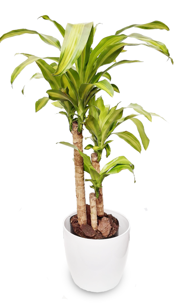 Palo de agua en Premium 27 - Comprar en Naddeos