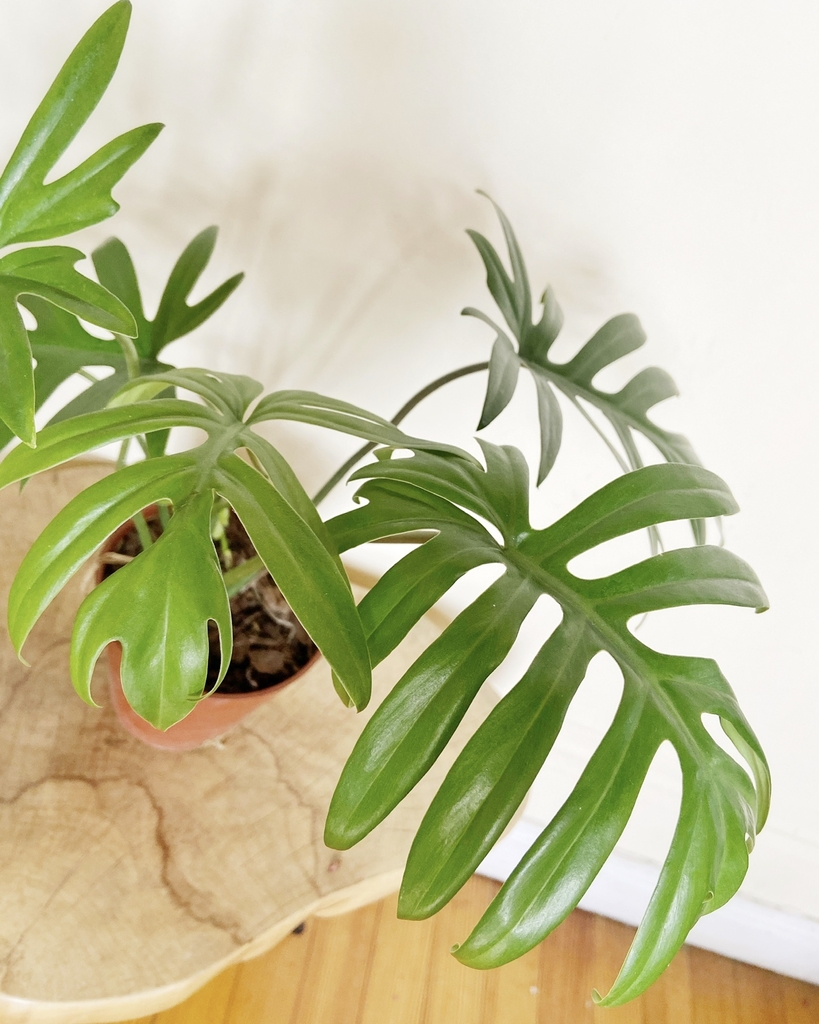 Monstera Deliciosa Comprar En Beetles Magnolias