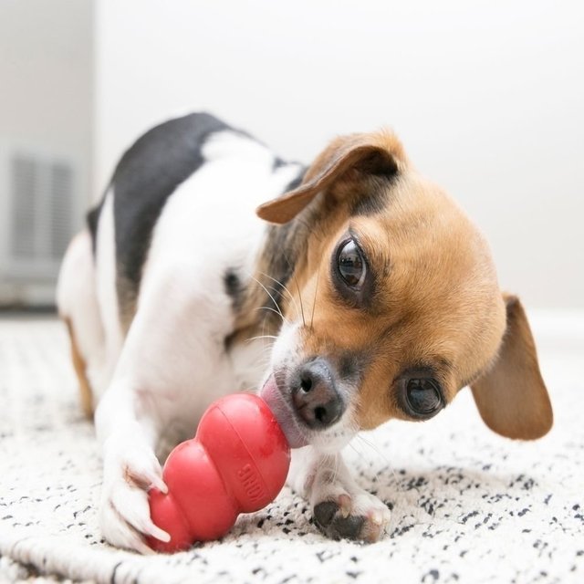 juguetes rellenables para perros