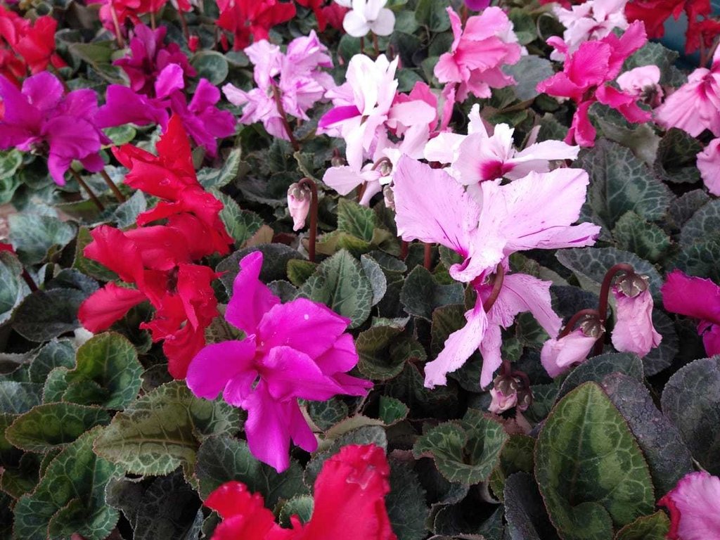 Violetas De Los Alpes Cyclamen