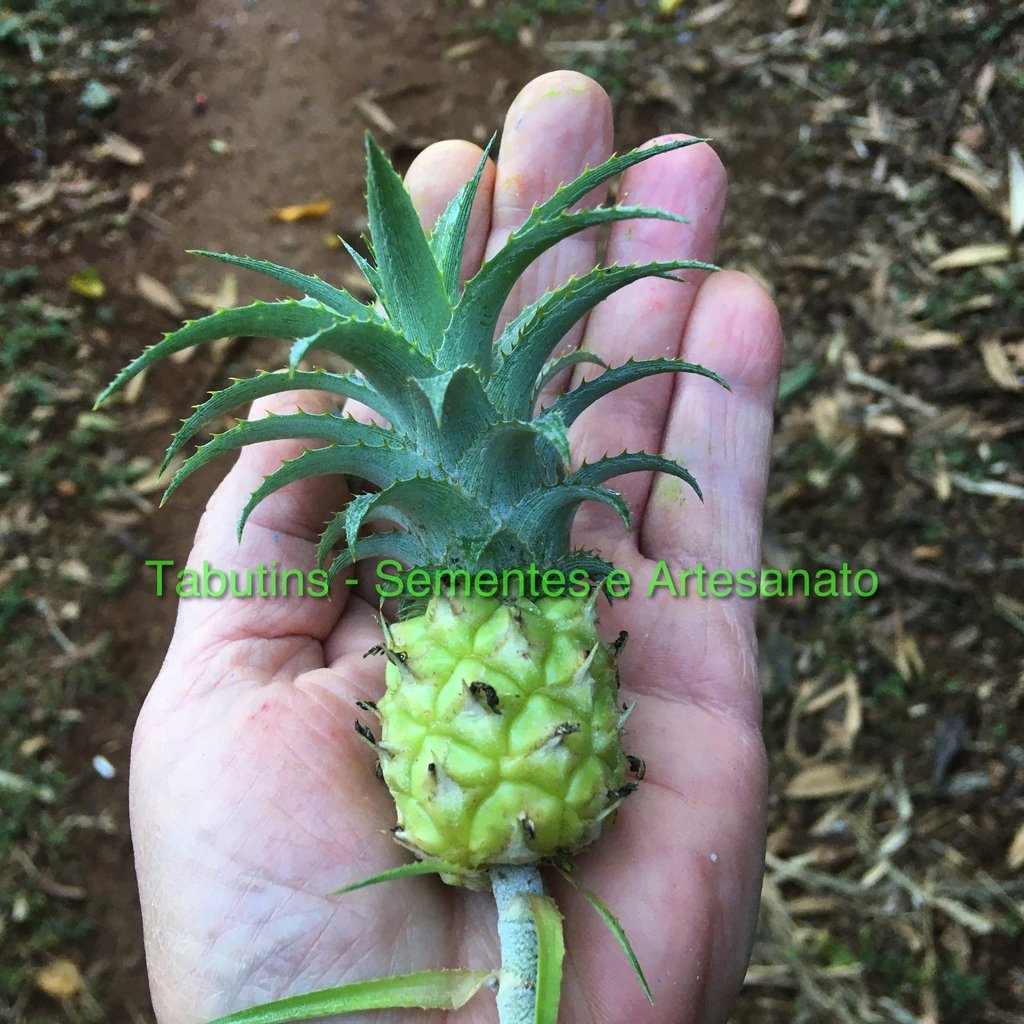 MUDA DE MINI ABACAXI ORNAMENTAL