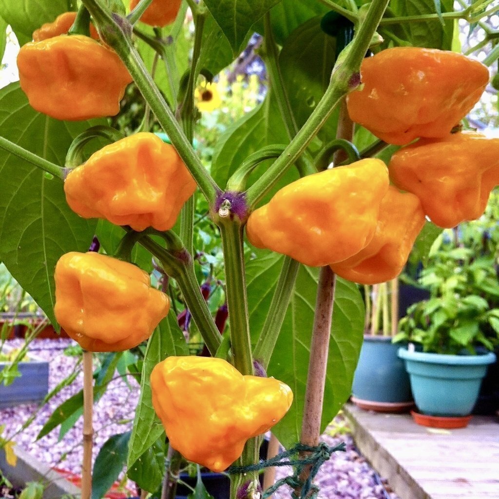 Jamaican Yellow Mushroom Semillas de Aji Chile Picante