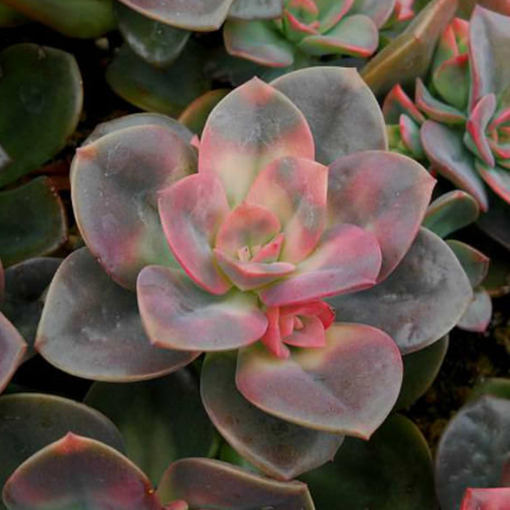 echeveria chroma echeveria chroma