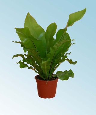 Asplenium (Nido de ave) - comprar online