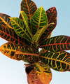 Croton petra