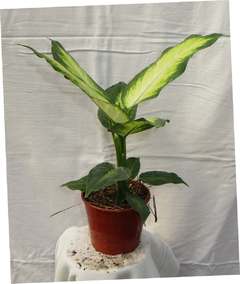 Dieffenbachia Mariana