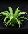 Asplenium Osaka - comprar online