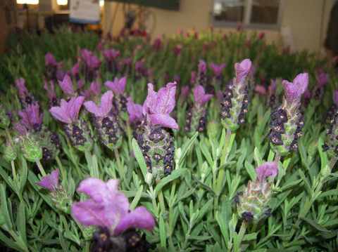 Lavanda Stoechas (Lavanda Española)