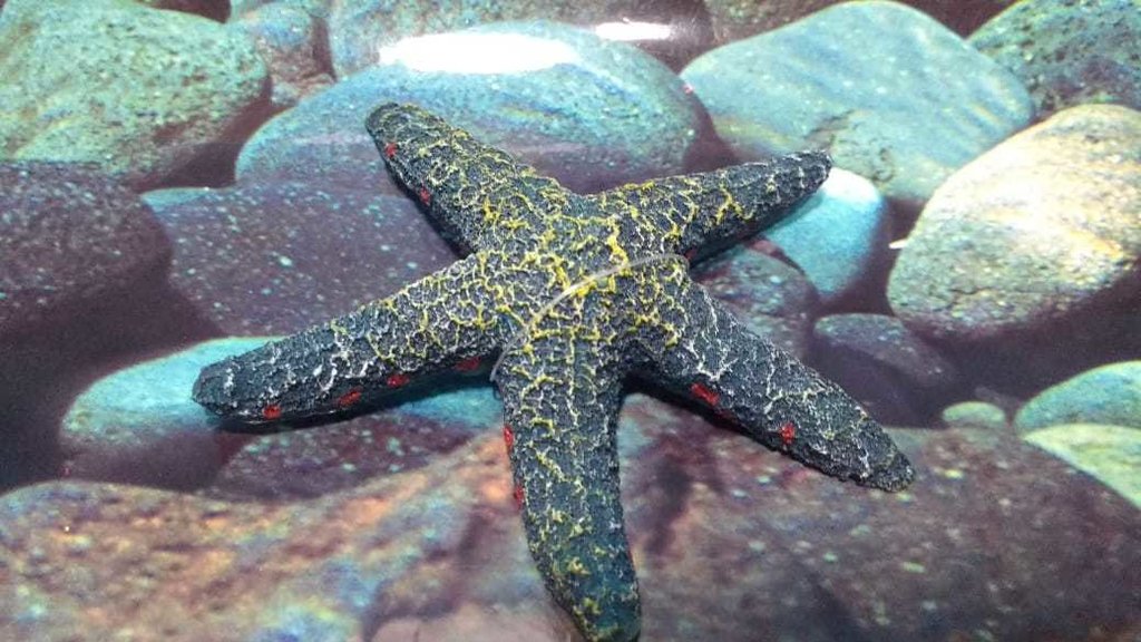 Enfeite Aquario Estrela Do Mar Azul Replica