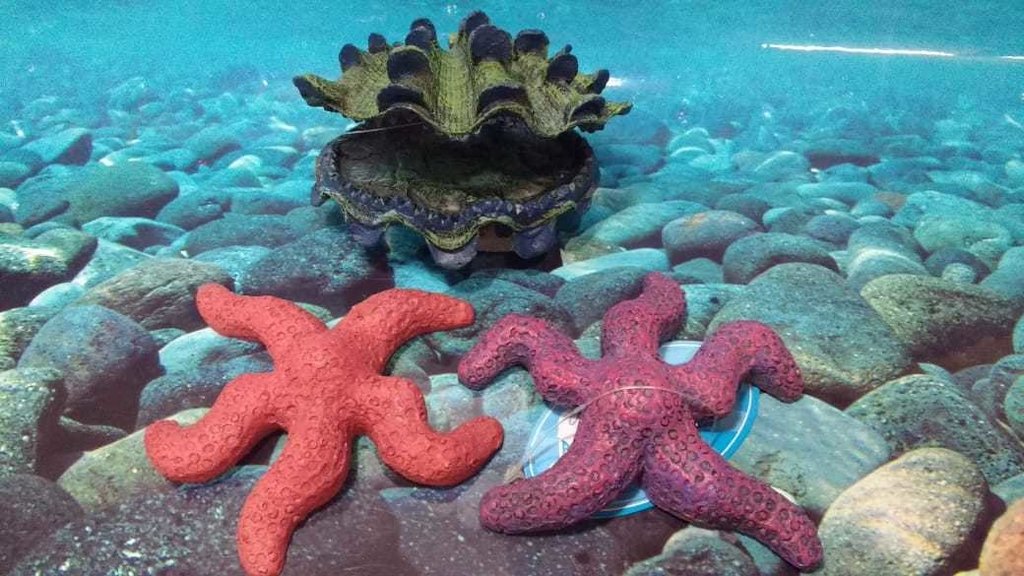 Enfeite Aquario Estrelas Do Mar E Concha Tridacna
