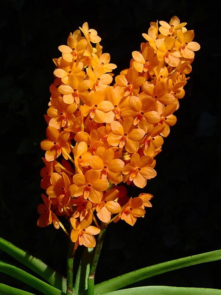 ascocentrum miniatum
