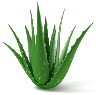 Relax Saboaria - Benefcios da Aloe Vera