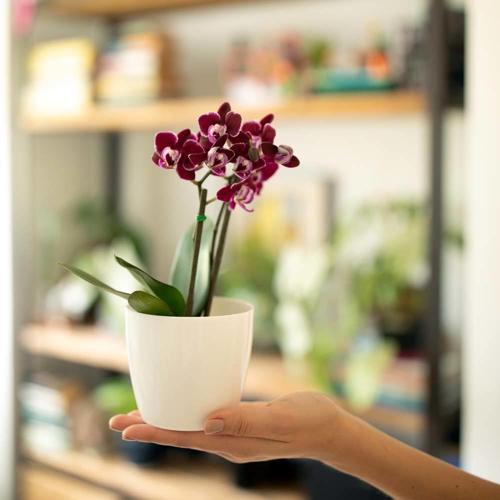 Orquidea Phalaenopsis Baby Con Matera Plastica Habibi Plantitas
