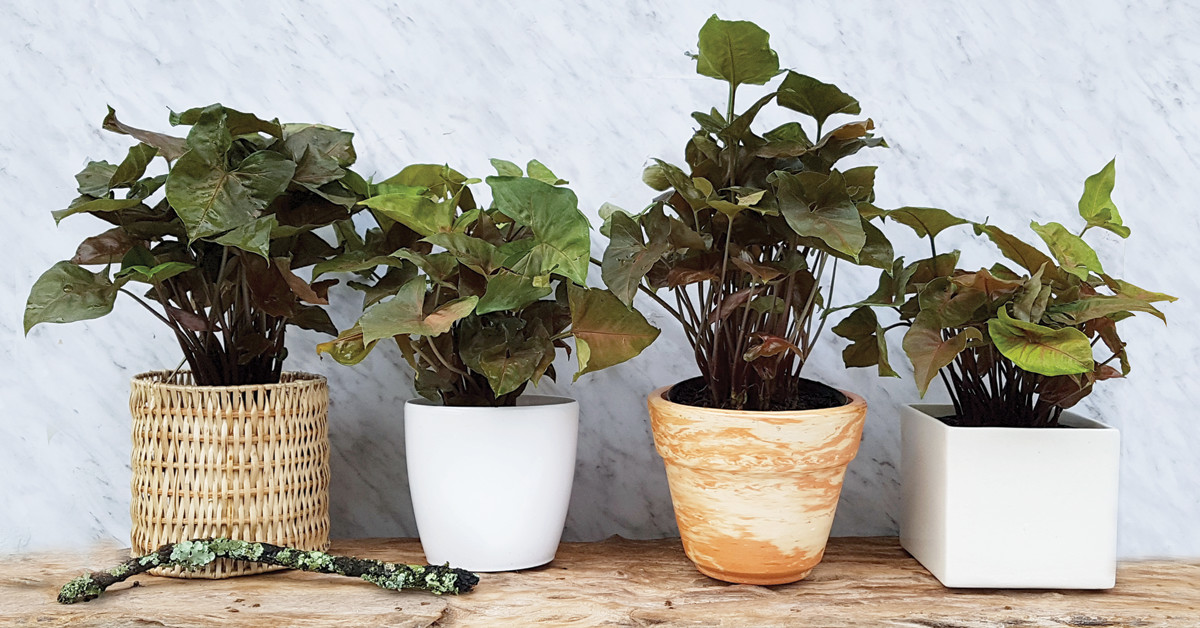 Habibi Plantitas Cuidado De Planta Syngonium Hoy quiero hablar sobre los cuidados del syngonium o singonio. cuidado de planta syngonium