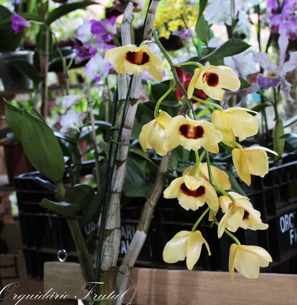 Dendrobium Gatton Sunray - Orquidário Frutal