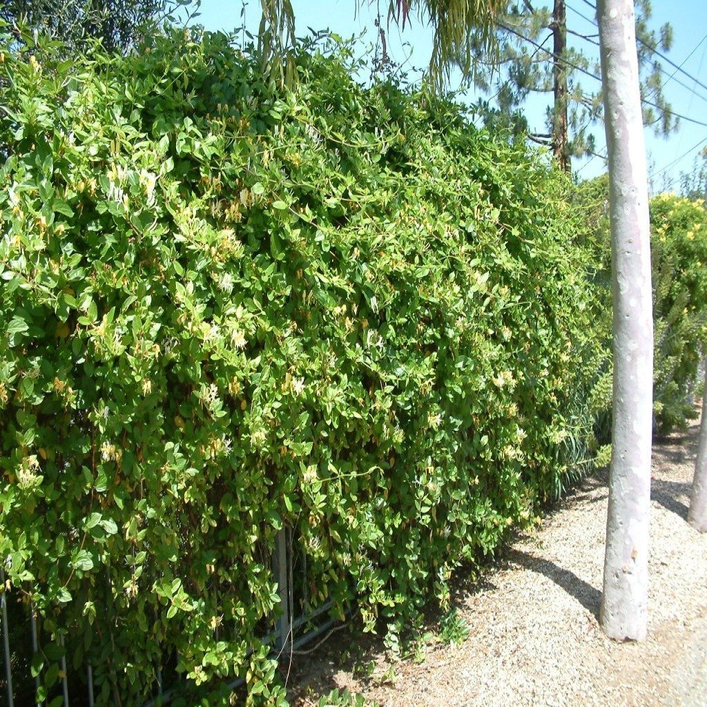 Madreselva E 4lts 100 120cm Comprar En Vallsgarden