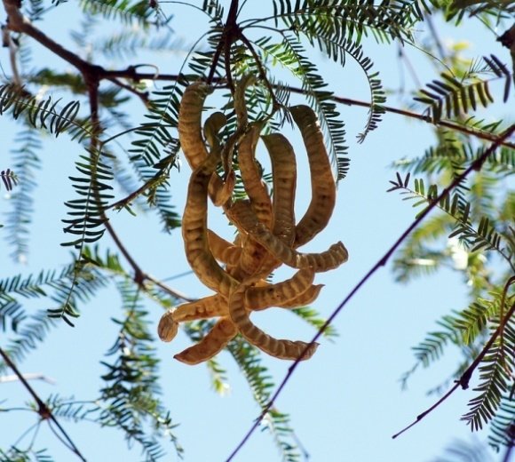 Algarrobo Dulce Alpataco (Prosopis flexuosa)