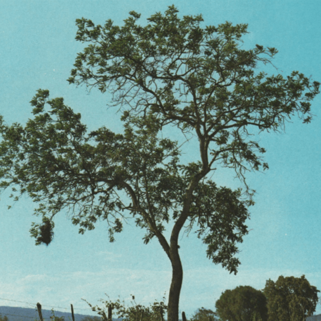 Tipa Colorada (Pterogyne nitens) - Enraizando Nativas