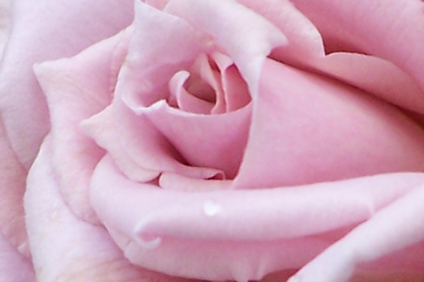 rosa-lilas