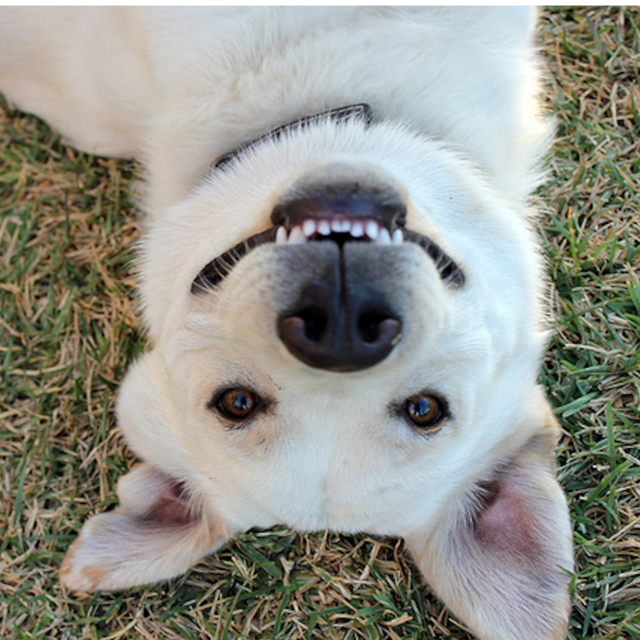 juguete limpia dientes