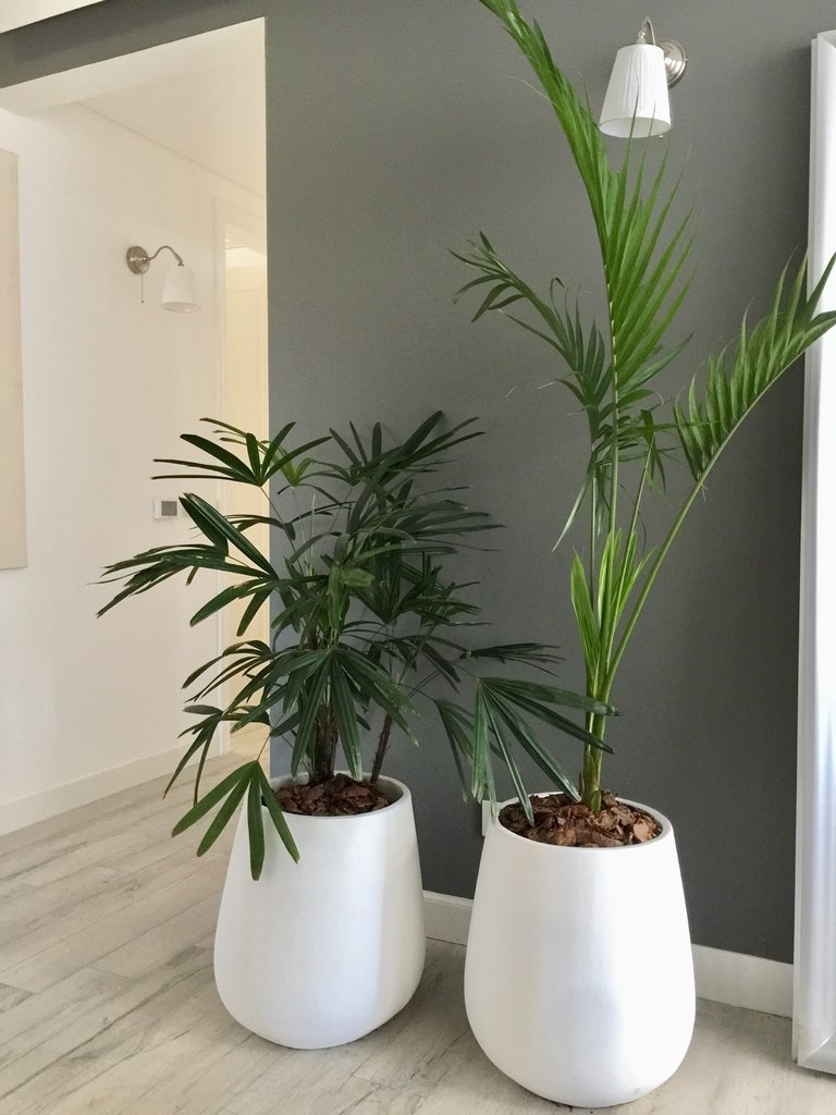 Maceta Gota 50 cm + Palmera alta Decora con Verde