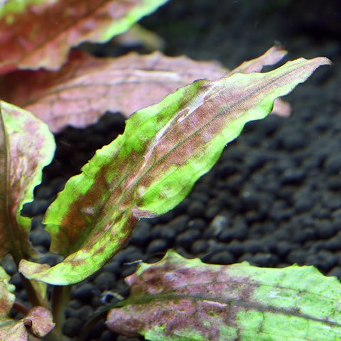 Cryptocoryne wendtii "Green Gecko"