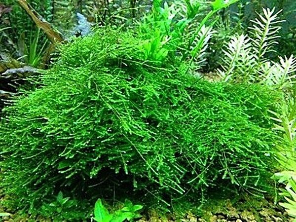 Peacock Moss - Peacock Moss Jpg 4 11 26ec9c92e80ea0fbf415546505919042 1024 1024