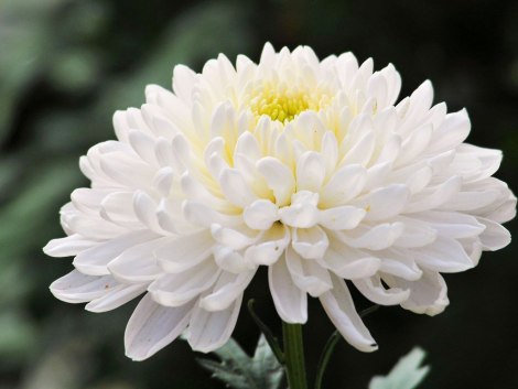 imagen de crisantemo