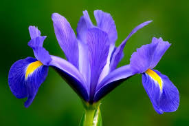 imagen de flor de iris