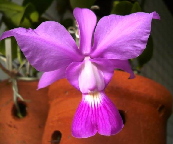 imagen orquidea catleya