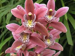 imagen orquidea cymbidium