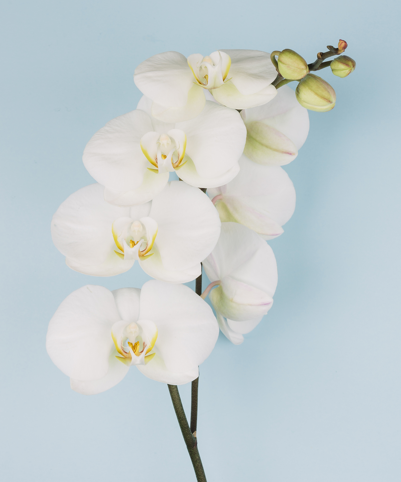 imagen orquidea phalaenopsis
