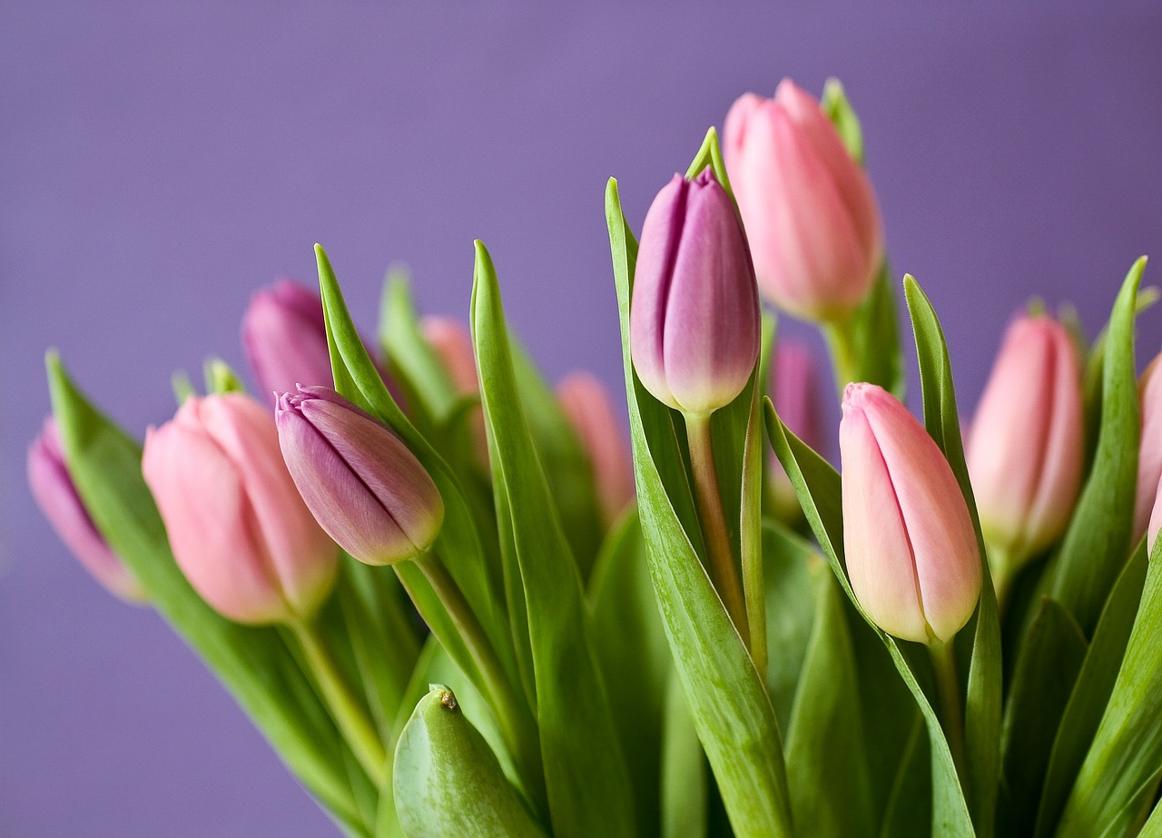 imagen de tulipanes