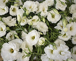 imagen de tipos de flores lisianthus